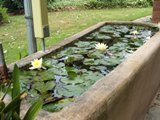 The original pond