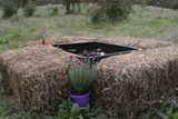 Pond with straw bales